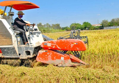 Rice being harvested in the Mekong Delta (Photo: SGGP) Rice being harvested in the Mekong Delta (Photo: SGGP)